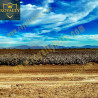13778-13990 Broadway Blythe CA92225 United States